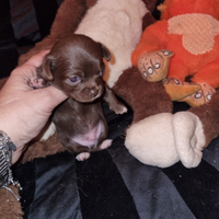 Cuccioli di chihuahua piccolissimi