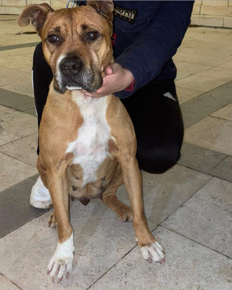 Amstaff cucciola