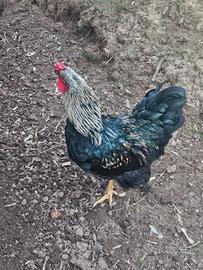 Gallo Brahama