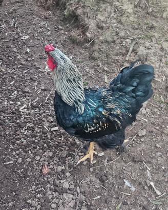 Gallo Brahama