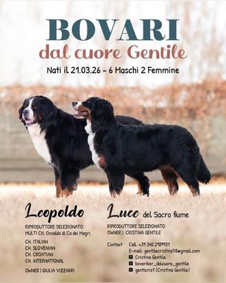Disponibili cucciolo maschio di bovaro del bernese