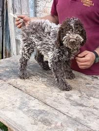 Lagotto romagnolo