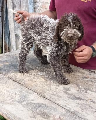 Lagotto romagnolo