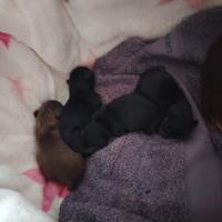 Cuccioli di Russian Toy