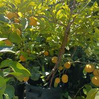 pianta di limone grande