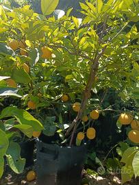 pianta di limone grande