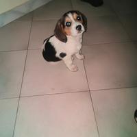 Beagle 2 mesi