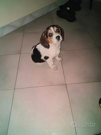 Beagle 2 mesi