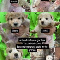 Cuccioli abbandonati