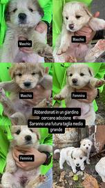 Cuccioli abbandonati