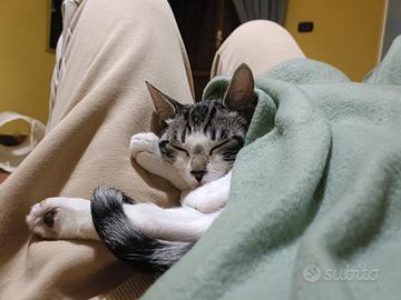 Gattine tre mesi e mezzo