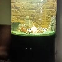 acquario da arredo