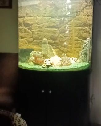 acquario da arredo