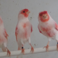 Rosso mosaico linea maschile