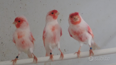 Rosso mosaico linea maschile