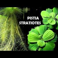Pistia Stratiotes pianta galleggiante acquario