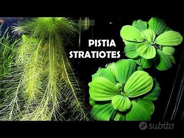 Pistia Stratiotes pianta galleggiante acquario