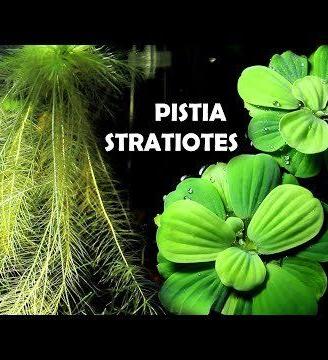 Pistia Stratiotes pianta galleggiante acquario