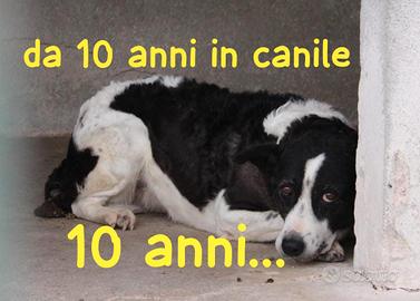 BIRBA 10 ANNI taglia media