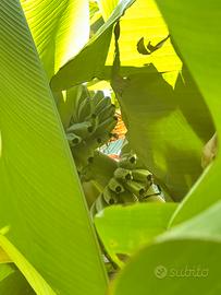 Piante di banano