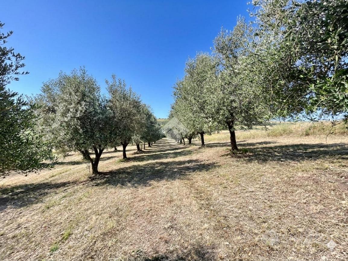 TER. AGRICOLO A ROMA - Vista 3