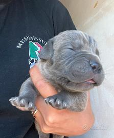 Cuccioli di cane corso con pedigree