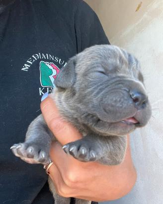 Cuccioli di cane corso con pedigree