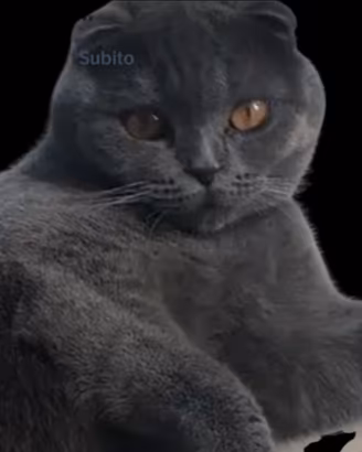 Gattina schottis fold si trova Pavia