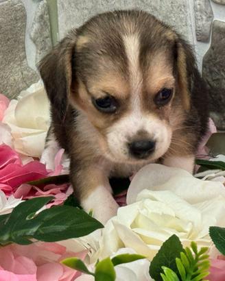Beagle