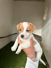 Jack Russel