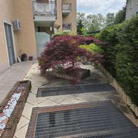 Pianta Acero Bicolore di 12 anni 