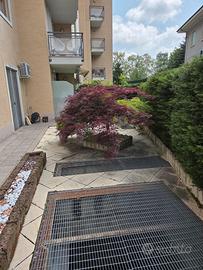 Pianta Acero Bicolore di 12 anni 