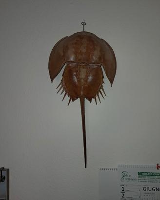 Limulo