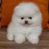 Cucciola di Spitz di Pomerania