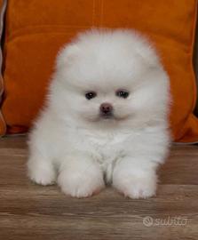 Cucciola di Spitz di Pomerania