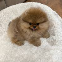 Volpini spitz pomerania toy