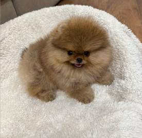 Volpini spitz pomerania toy