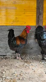 Galli Marans