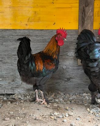 Galli Marans