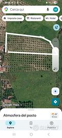 Uliveto contrada bordea