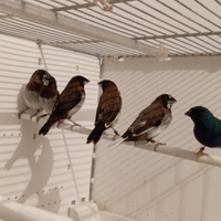 Passeri del Giappone