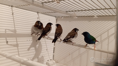 Passeri del Giappone