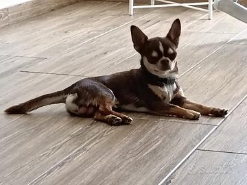 Chihuahua per monta