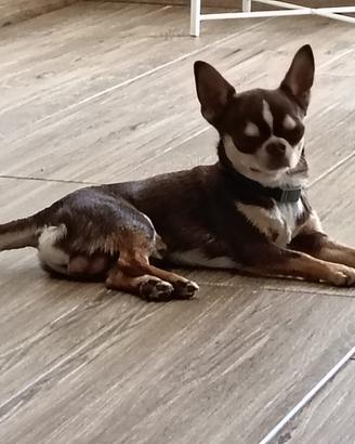 Chihuahua per monta