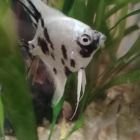 Pesce scalare piccolo