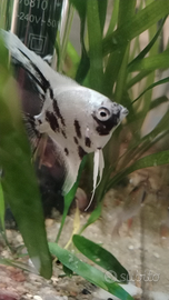 Pesce scalare piccolo