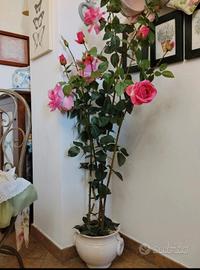 pianta con rose
