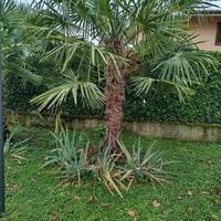 palma washingtonia 