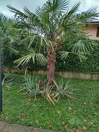 palma washingtonia 