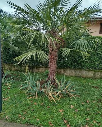 palma washingtonia 